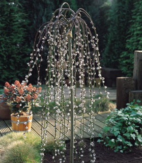 Salix caprea 'Pendula'